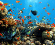 Fondo de pantalla Thai seaworld with fish 176x144