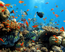 Fondo de pantalla Thai seaworld with fish 220x176