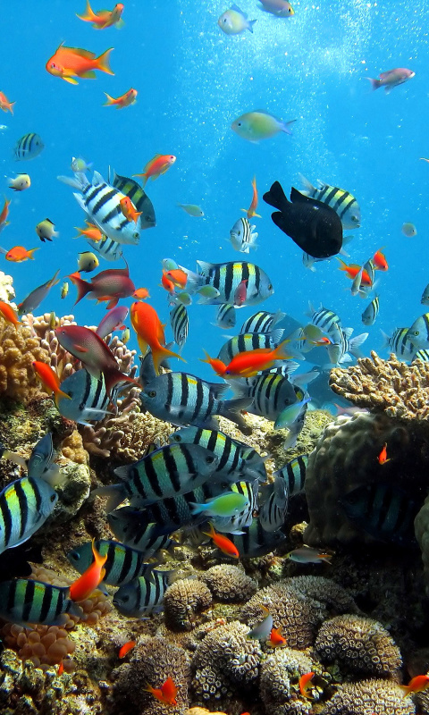 Thai seaworld with fish screenshot #1 480x800