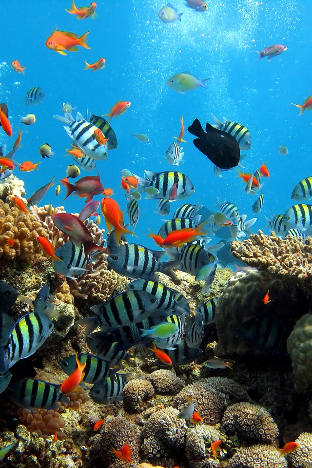 Fondo de pantalla Thai seaworld with fish 640x960