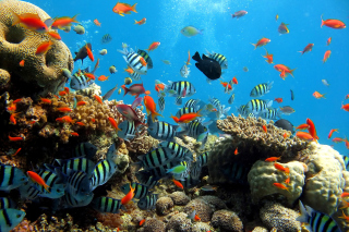 Thai seaworld with fish sfondi gratuiti per Samsung Galaxy Note 4