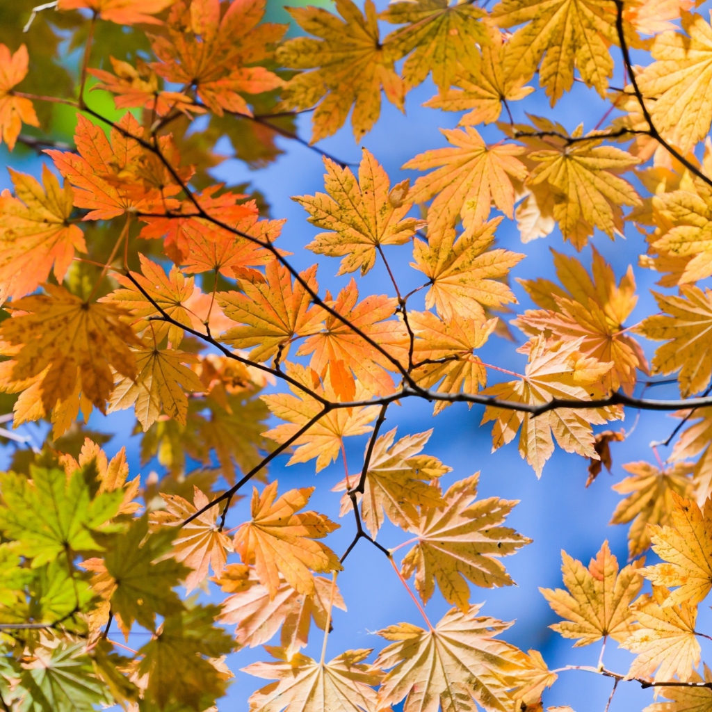 Das Autumn Leaves And Blue Sky Wallpaper 1024x1024