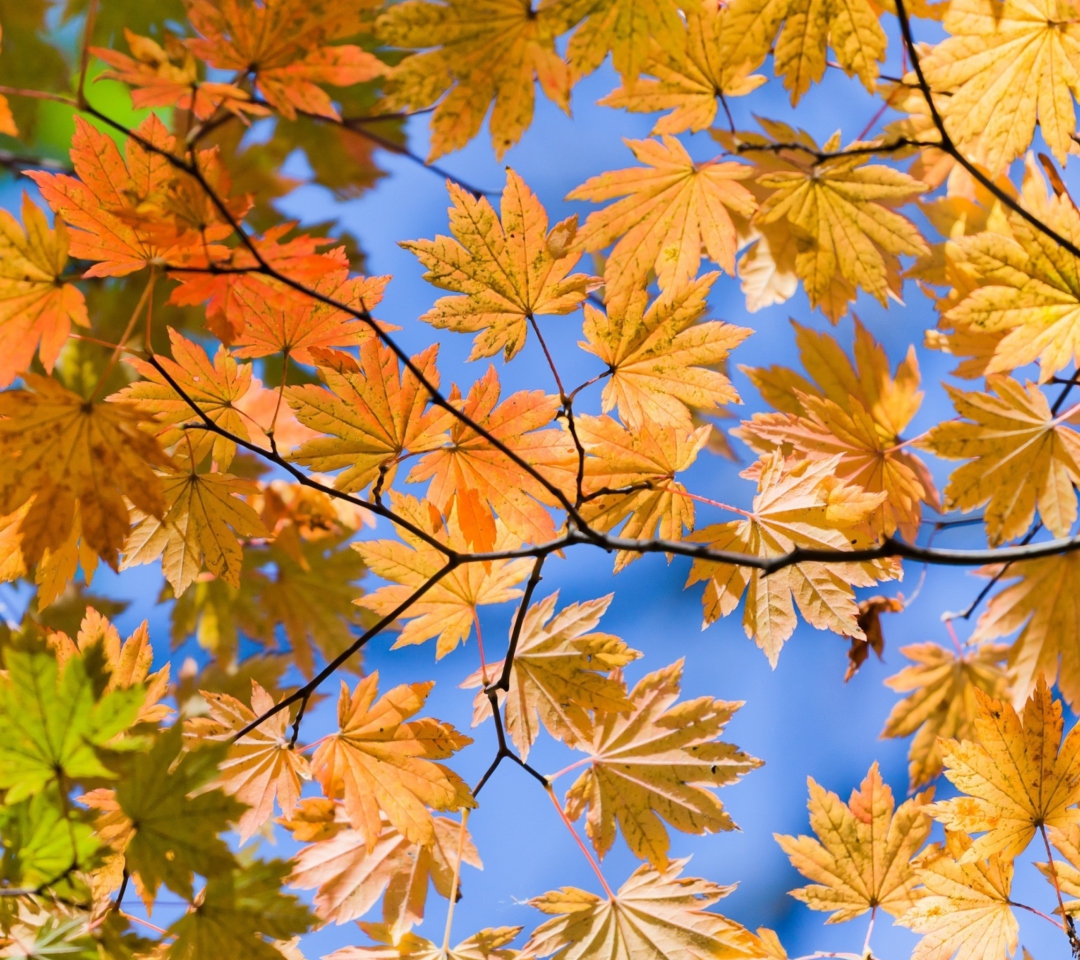 Das Autumn Leaves And Blue Sky Wallpaper 1080x960
