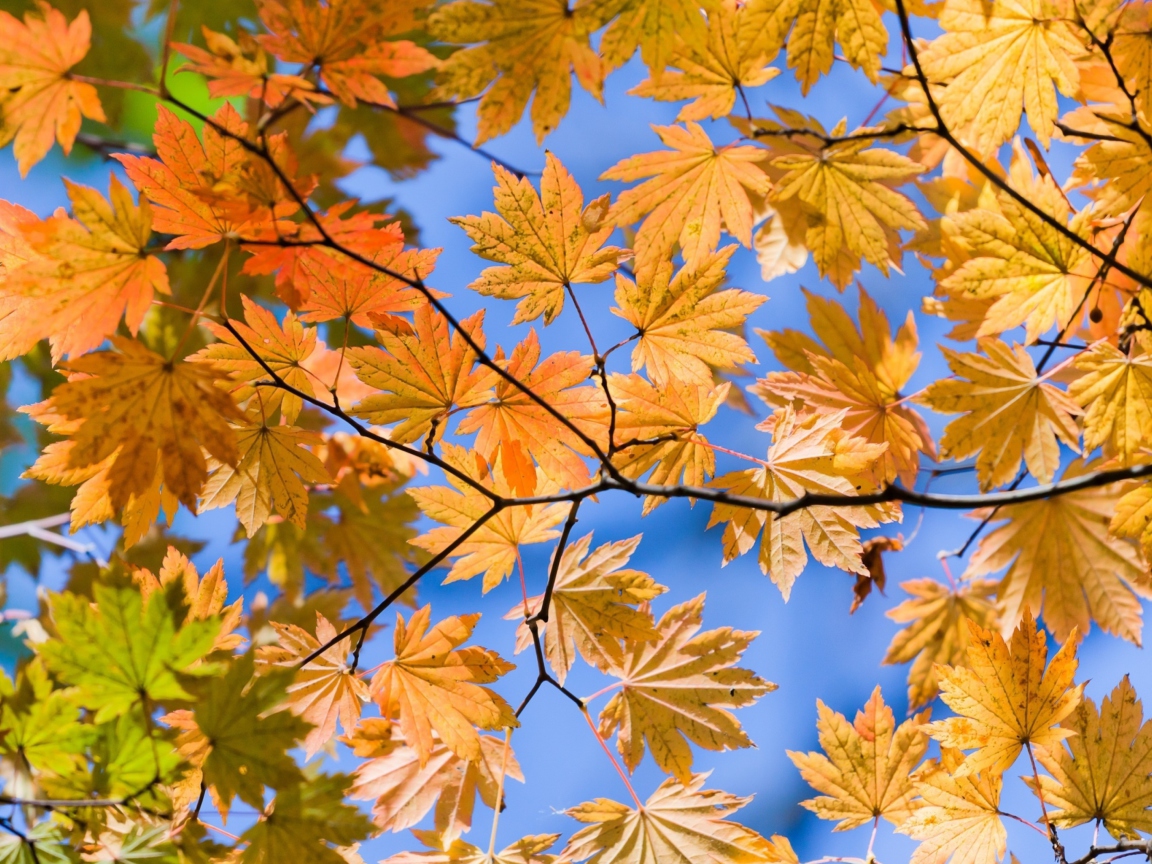 Обои Autumn Leaves And Blue Sky 1152x864