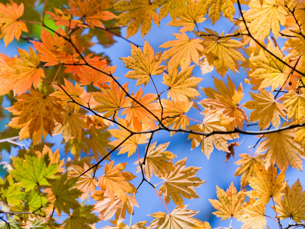 Autumn Leaves And Blue Sky wallpaper 1280x960