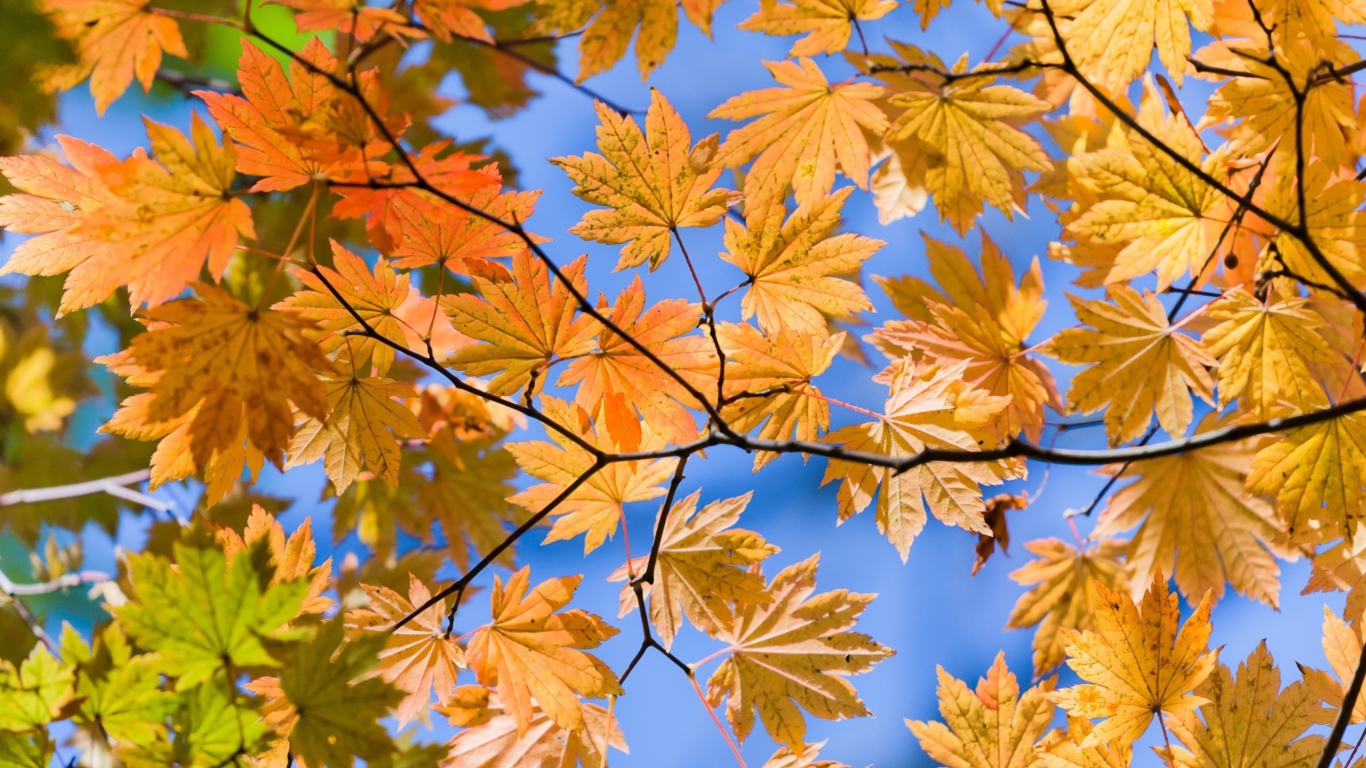 Fondo de pantalla Autumn Leaves And Blue Sky 1366x768