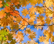 Das Autumn Leaves And Blue Sky Wallpaper 176x144