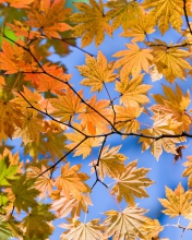 Sfondi Autumn Leaves And Blue Sky 176x220