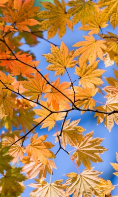Обои Autumn Leaves And Blue Sky 240x400