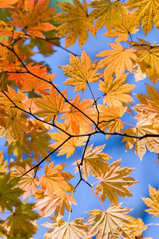 Обои Autumn Leaves And Blue Sky 320x480