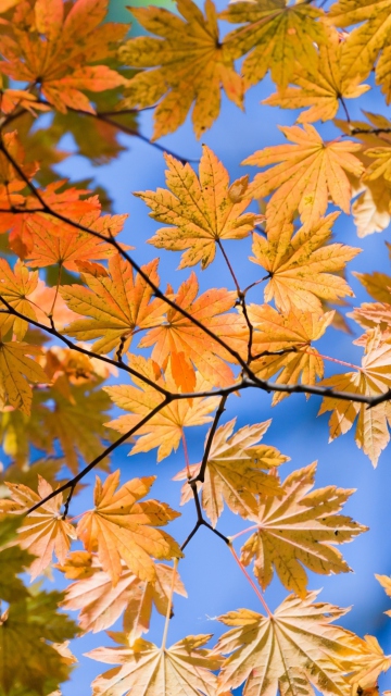Autumn Leaves And Blue Sky wallpaper 360x640