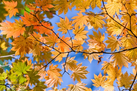 Обои Autumn Leaves And Blue Sky 480x320