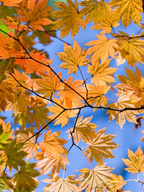 Fondo de pantalla Autumn Leaves And Blue Sky 480x640