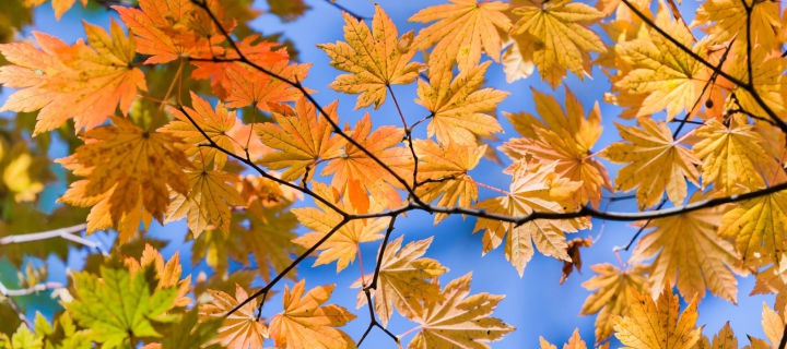 Fondo de pantalla Autumn Leaves And Blue Sky 720x320