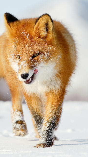 Hungry Fox screenshot #1 360x640