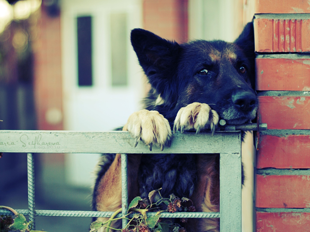 German Shepherd wallpaper 1024x768