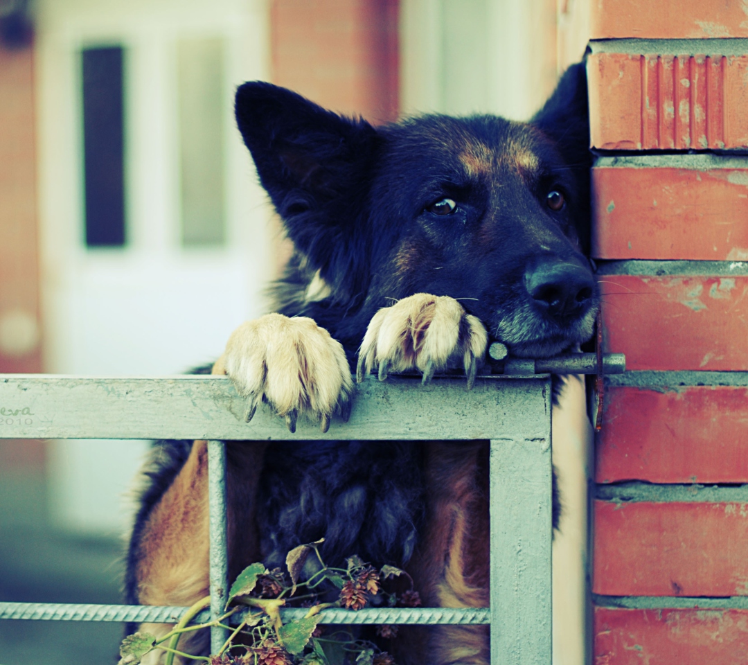 German Shepherd wallpaper 1080x960