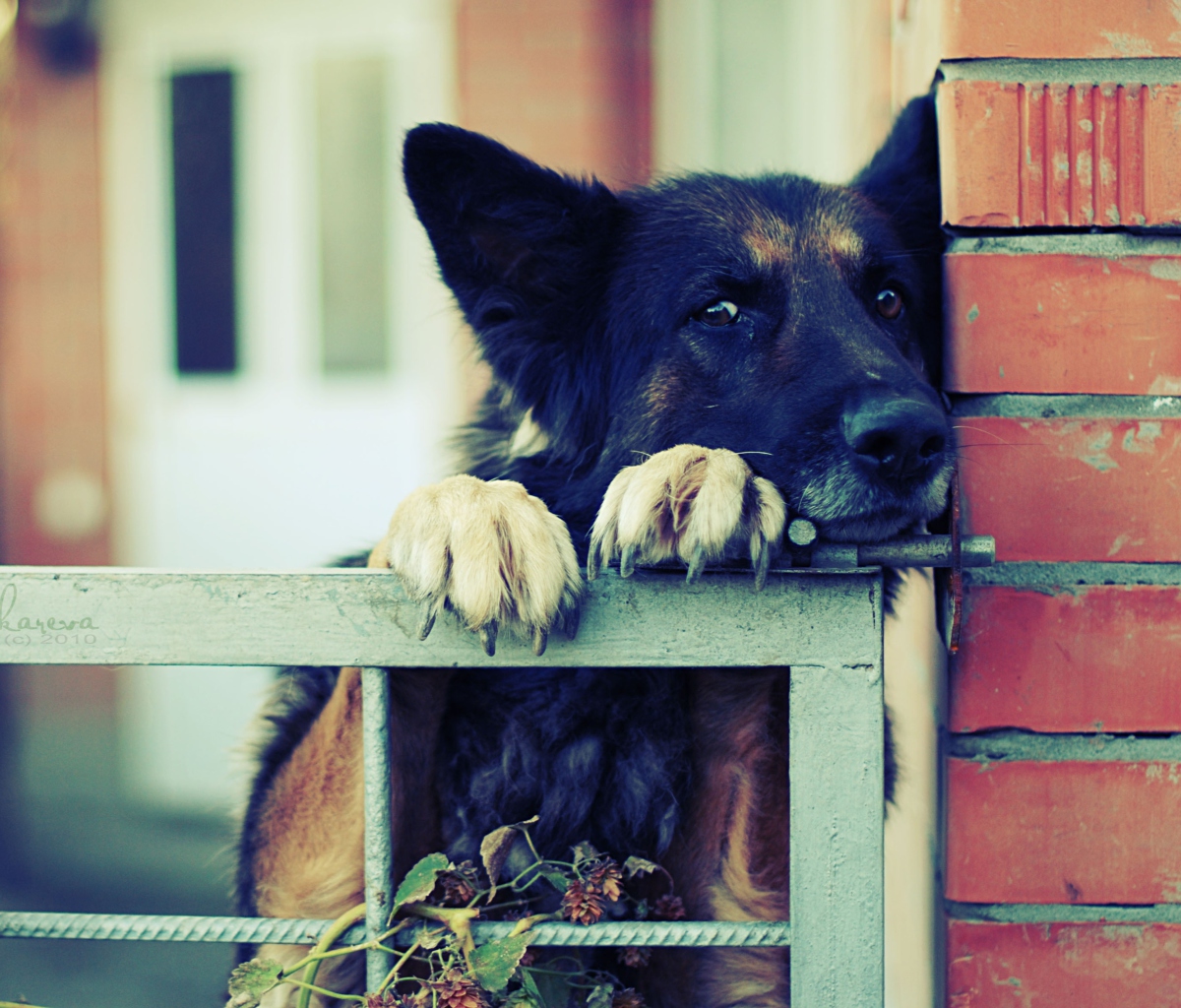 German Shepherd wallpaper 1200x1024