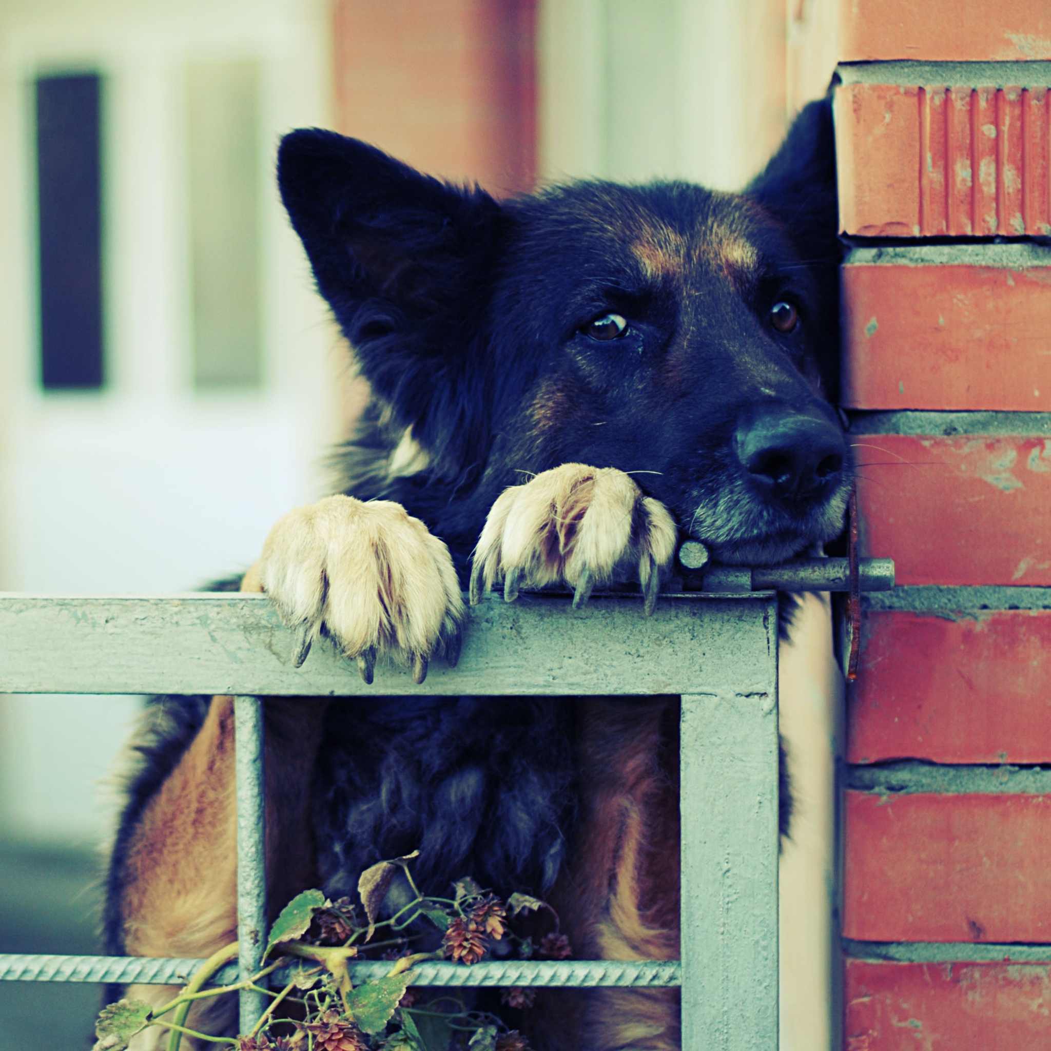 German Shepherd wallpaper 2048x2048