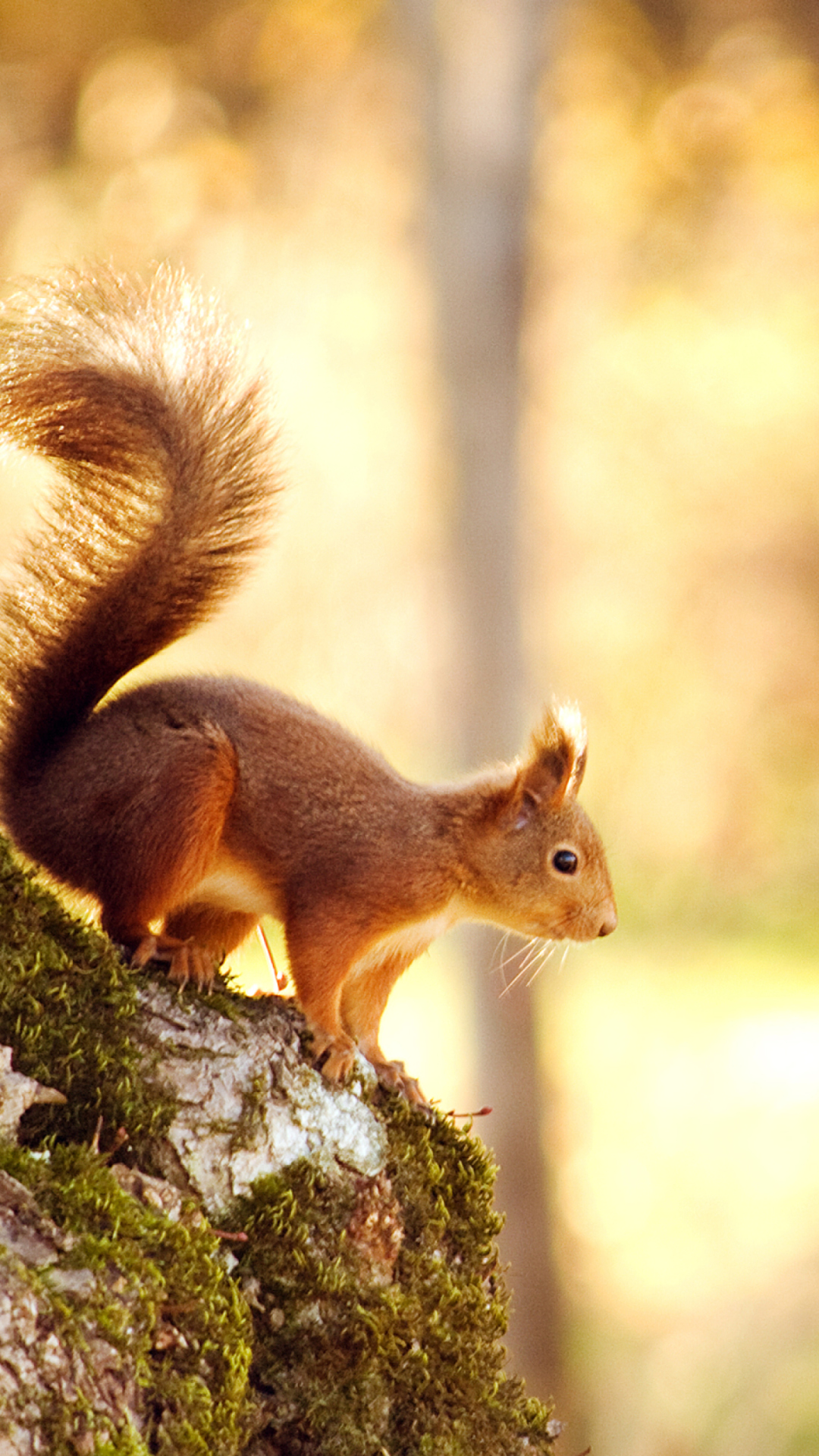 Little Squirrel wallpaper 1080x1920