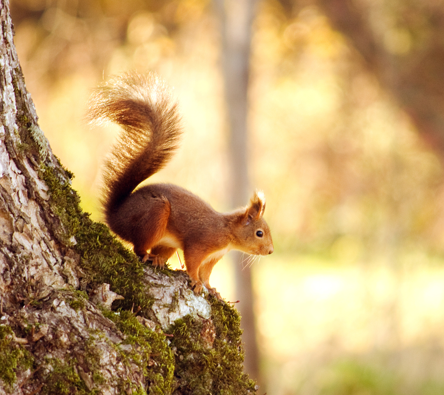 Fondo de pantalla Little Squirrel 1440x1280