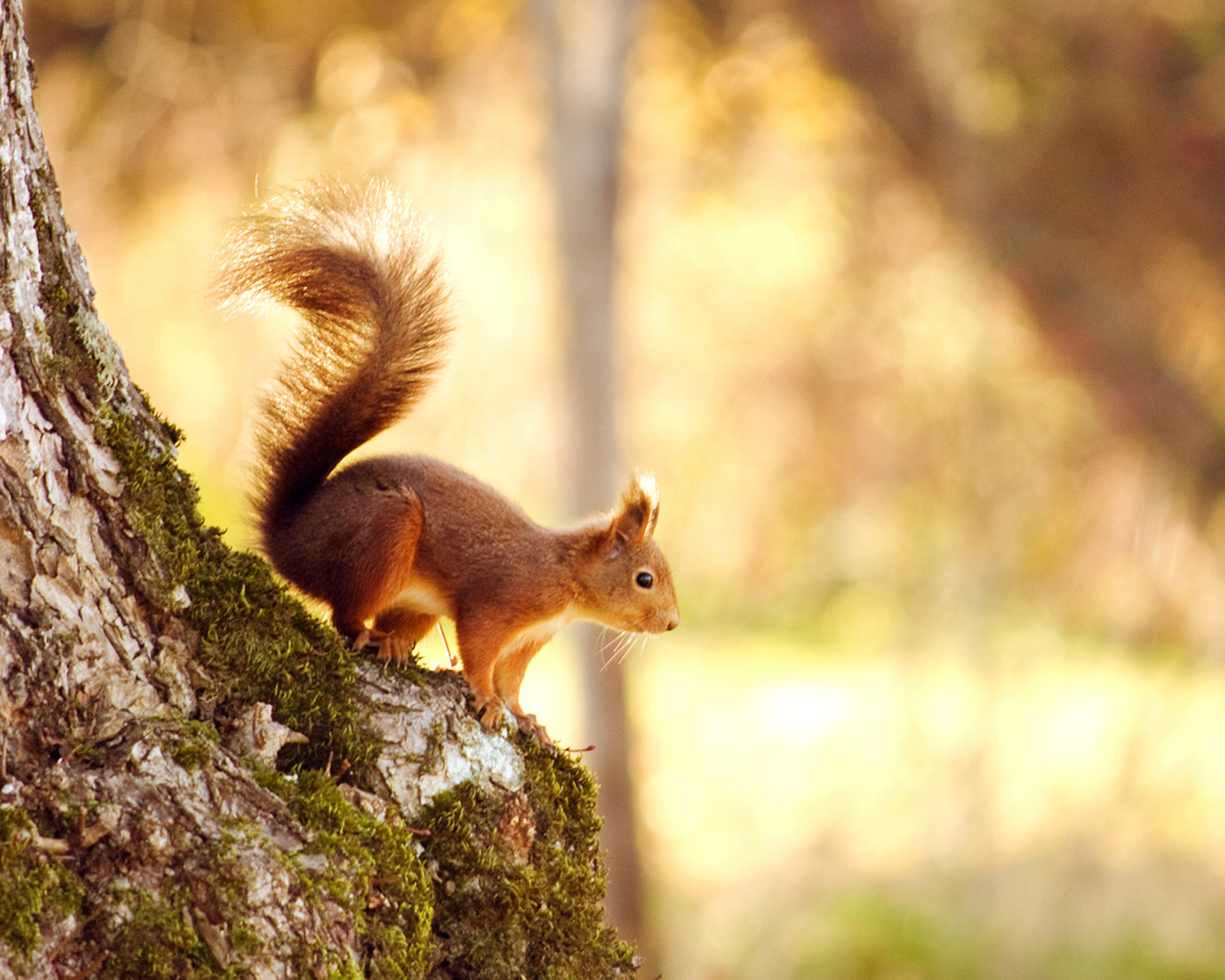 Fondo de pantalla Little Squirrel 1600x1280