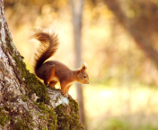 Fondo de pantalla Little Squirrel 176x144
