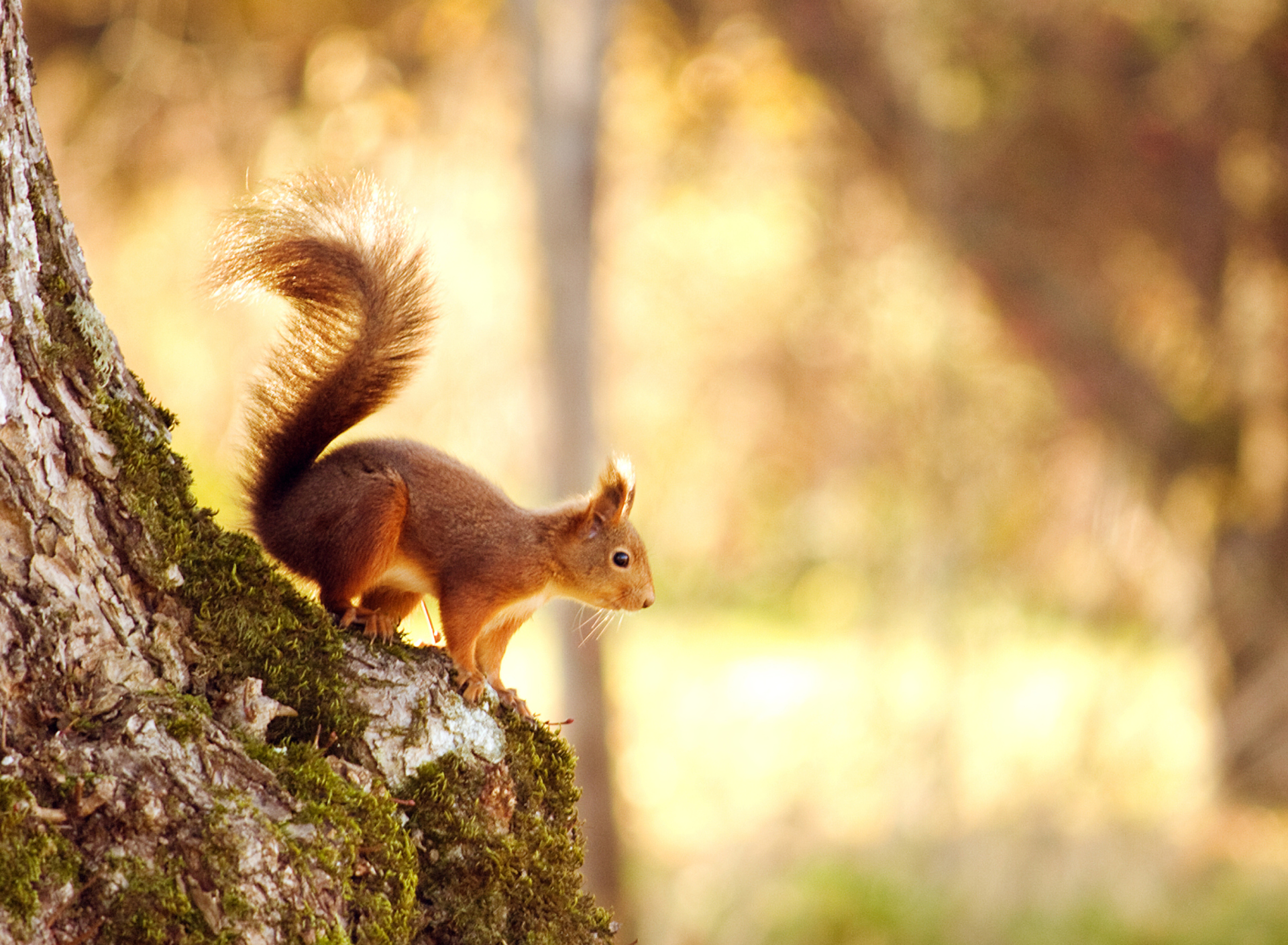 Fondo de pantalla Little Squirrel 1920x1408