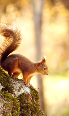 Little Squirrel screenshot #1 240x400