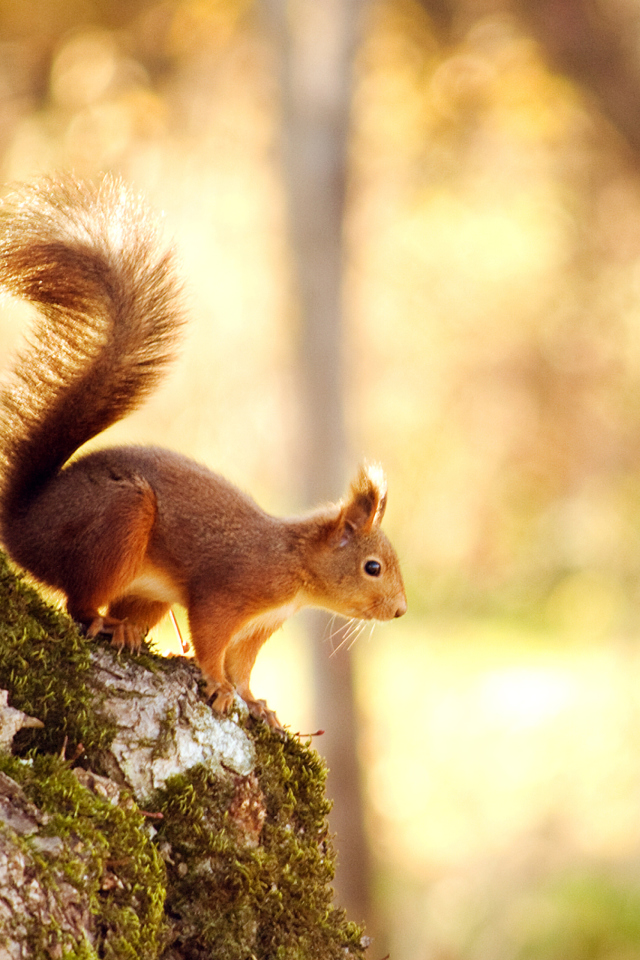 Fondo de pantalla Little Squirrel 640x960