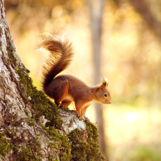 Kostenloses Little Squirrel Wallpaper für 208x208