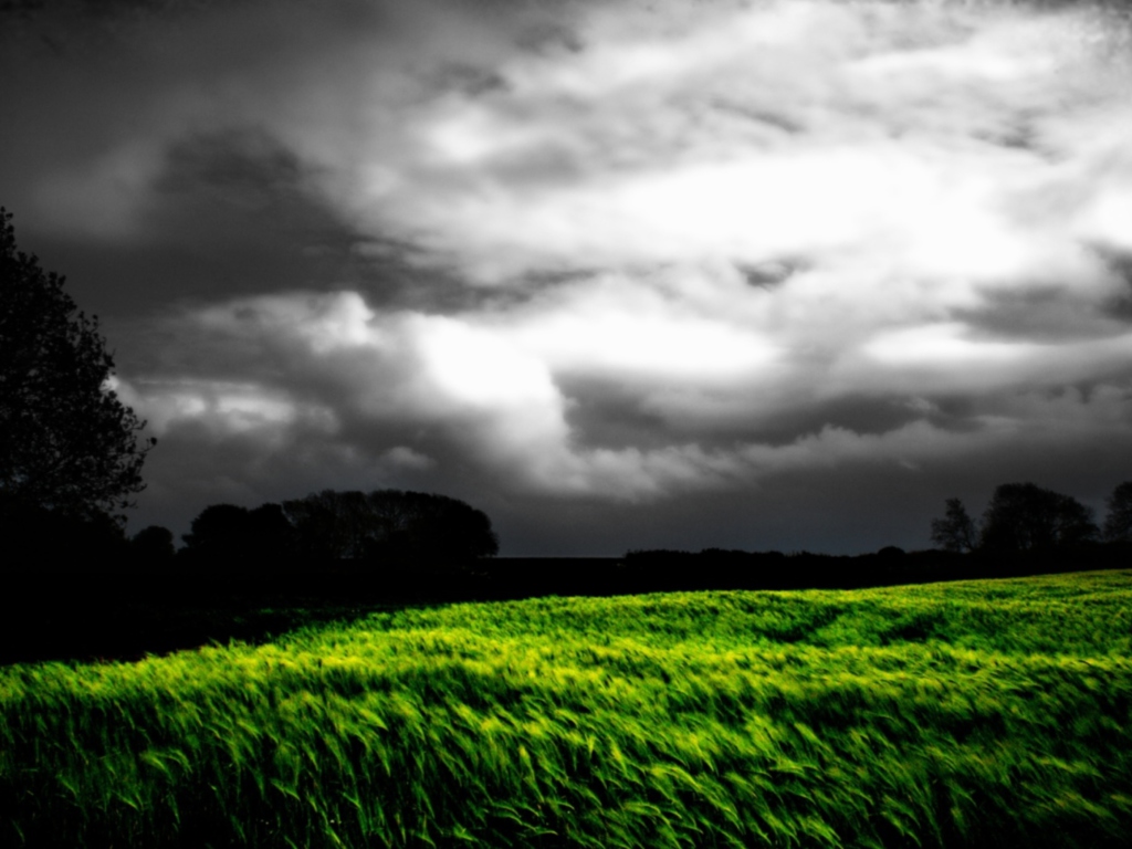 Sfondi Barley Field 1024x768