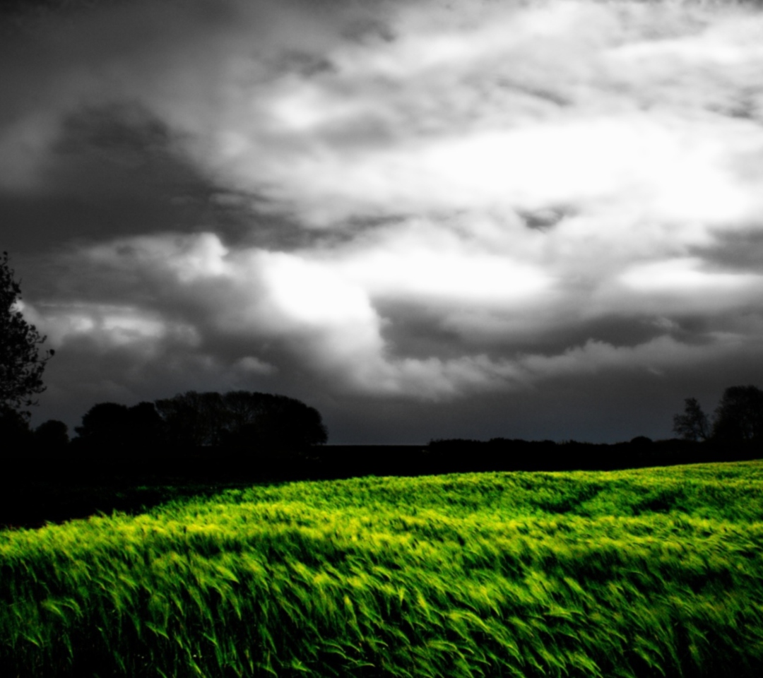 Barley Field screenshot #1 1080x960