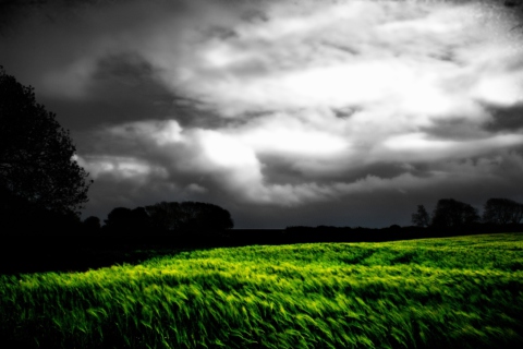 Das Barley Field Wallpaper 480x320