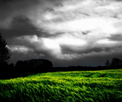 Barley Field screenshot #1 480x400