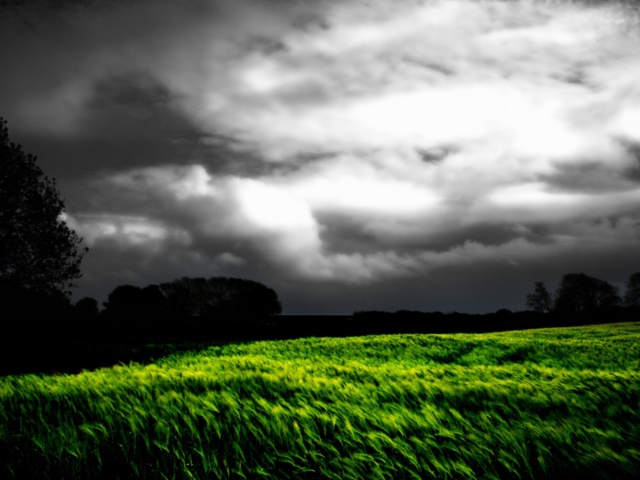 Barley Field screenshot #1 640x480
