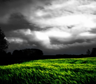 Barley Field Background for 208x208