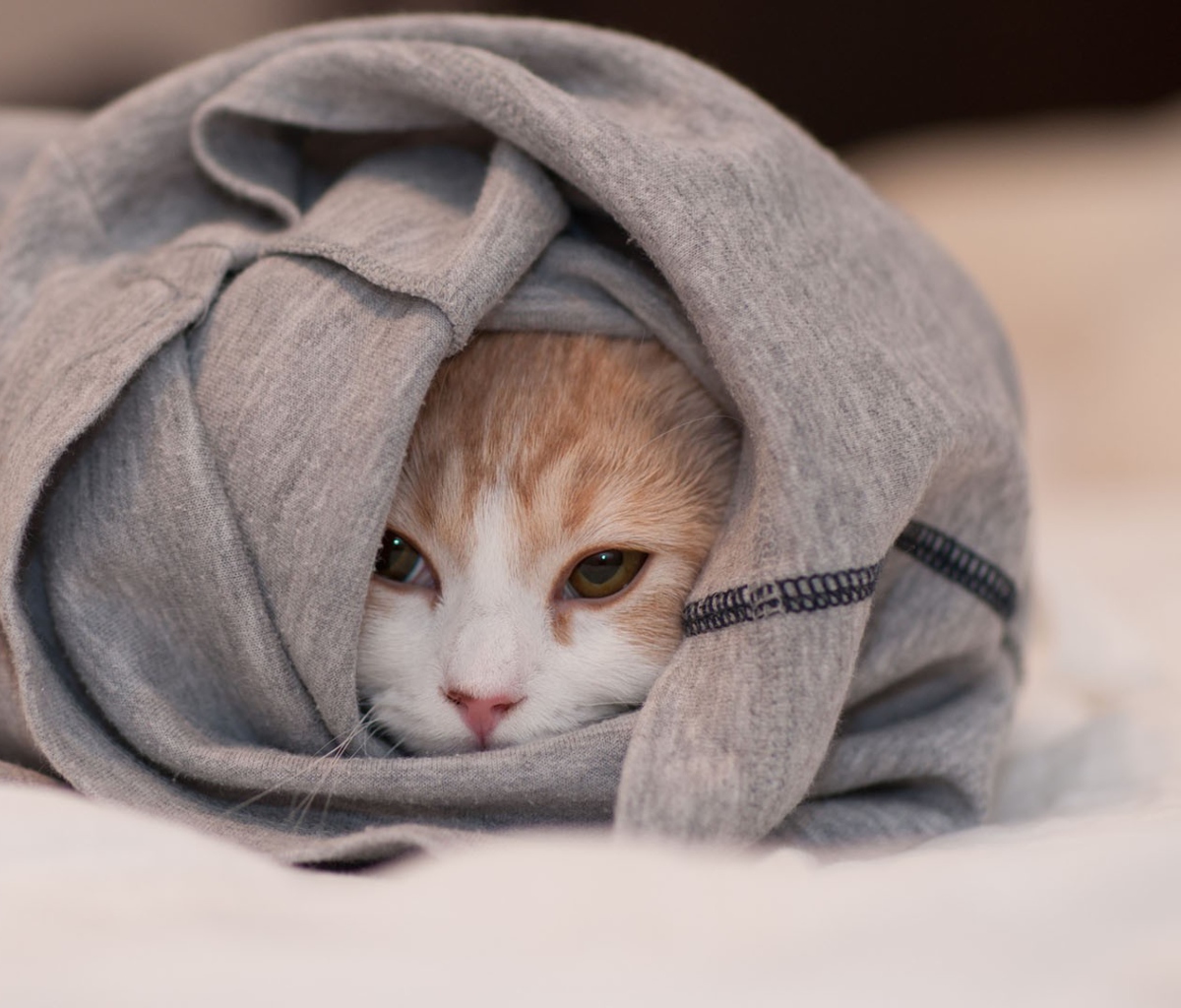 Cat Hiding In T-Shirt wallpaper 1200x1024