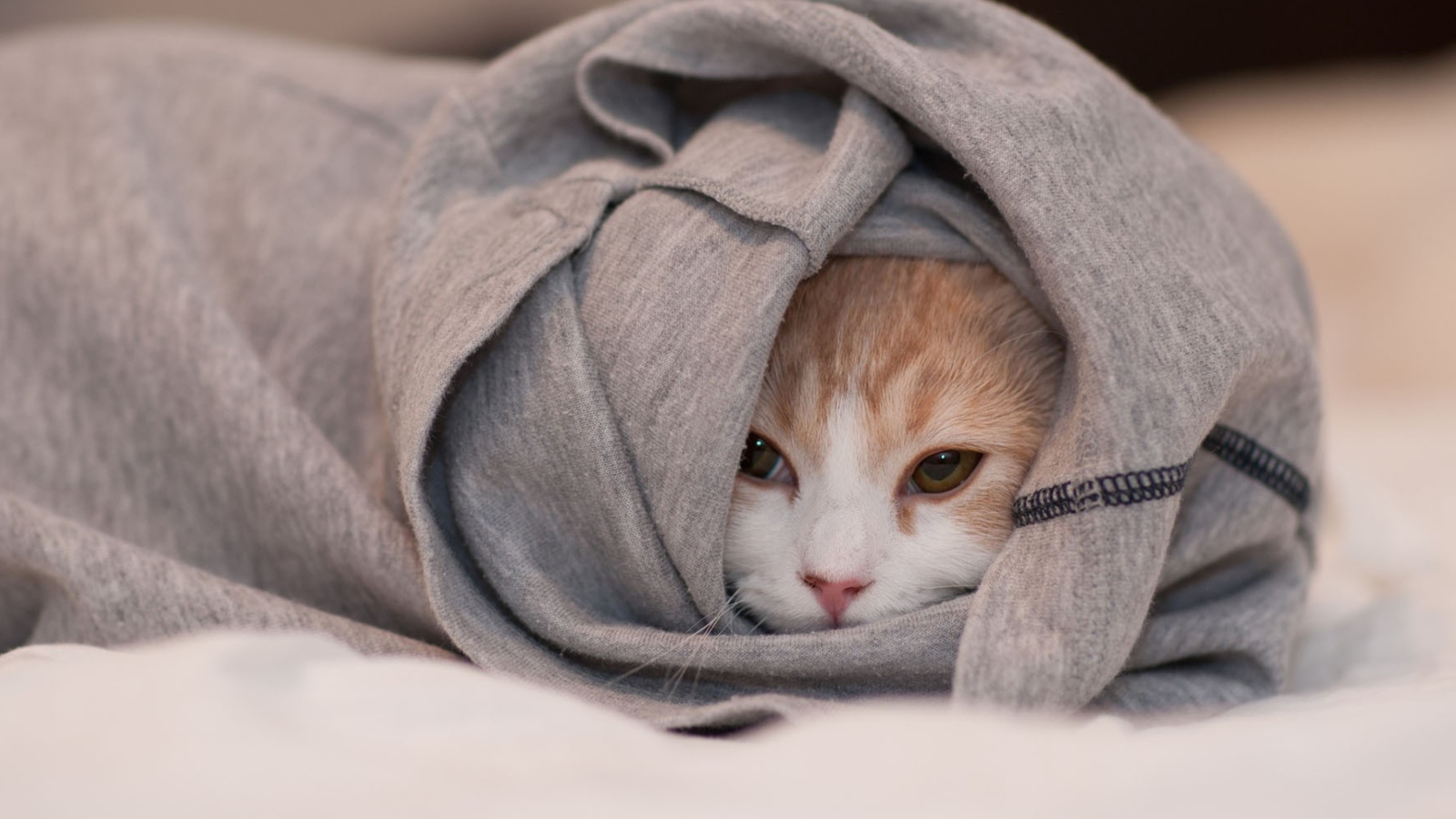 Cat Hiding In T-Shirt wallpaper 1600x900