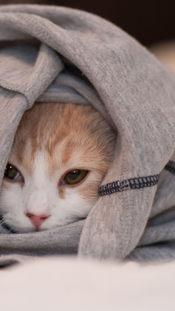 Обои Cat Hiding In T-Shirt 360x640