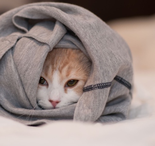 Cat Hiding In T-Shirt - Fondos de pantalla gratis para Samsung E1150