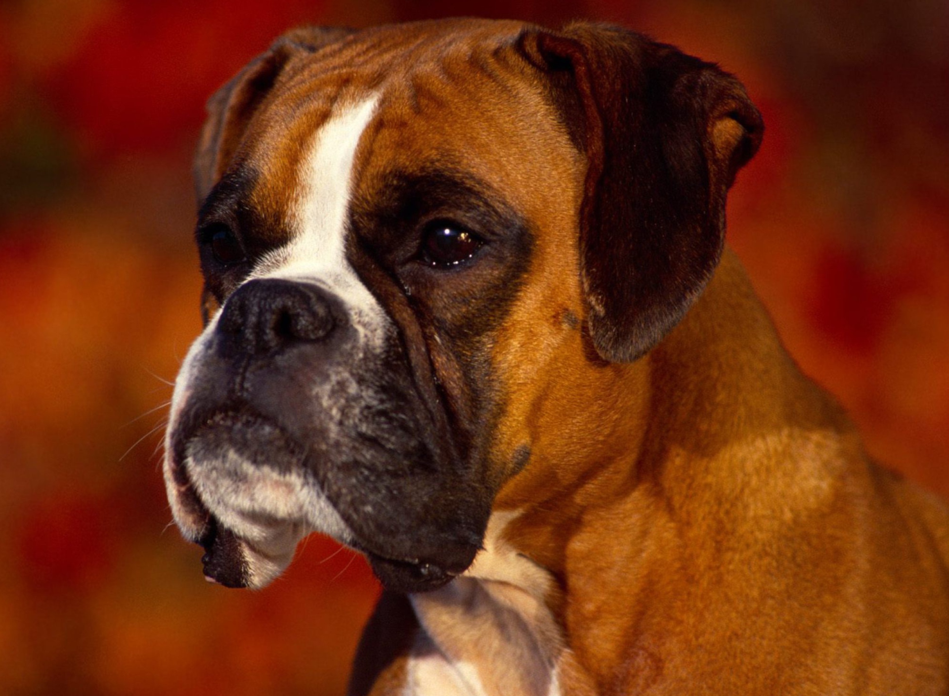 Обои Boxer Dog 1920x1408