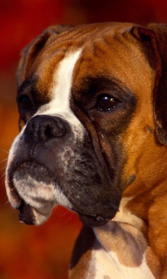 Boxer Dog screenshot #1 240x400