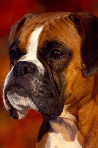 Boxer Dog screenshot #1 320x480