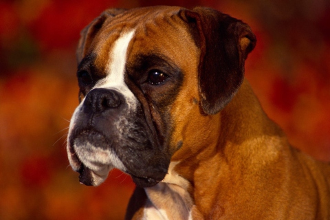 Boxer Dog wallpaper 480x320