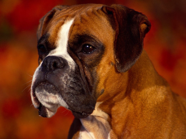 Boxer Dog wallpaper 640x480