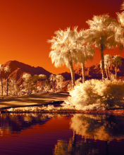Orange Landscape screenshot #1 176x220