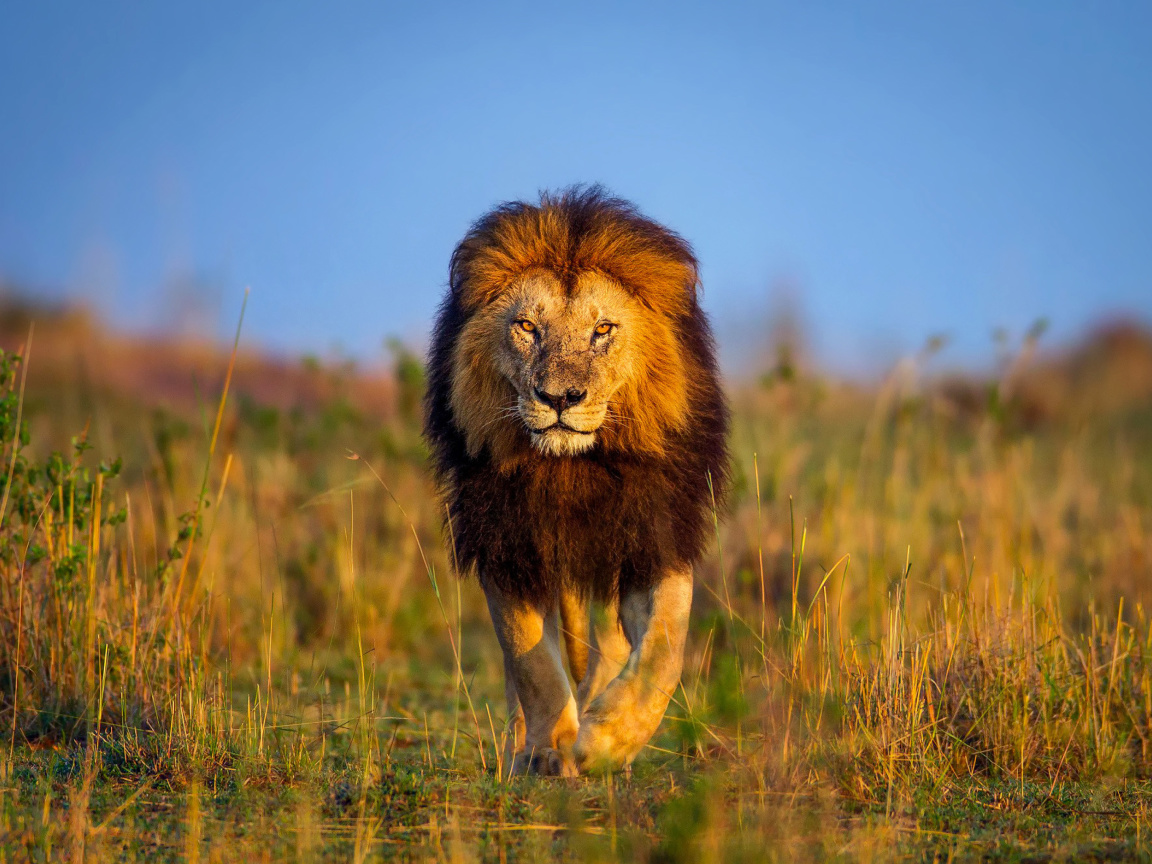 Das Kenya Animals, Lion Wallpaper 1152x864