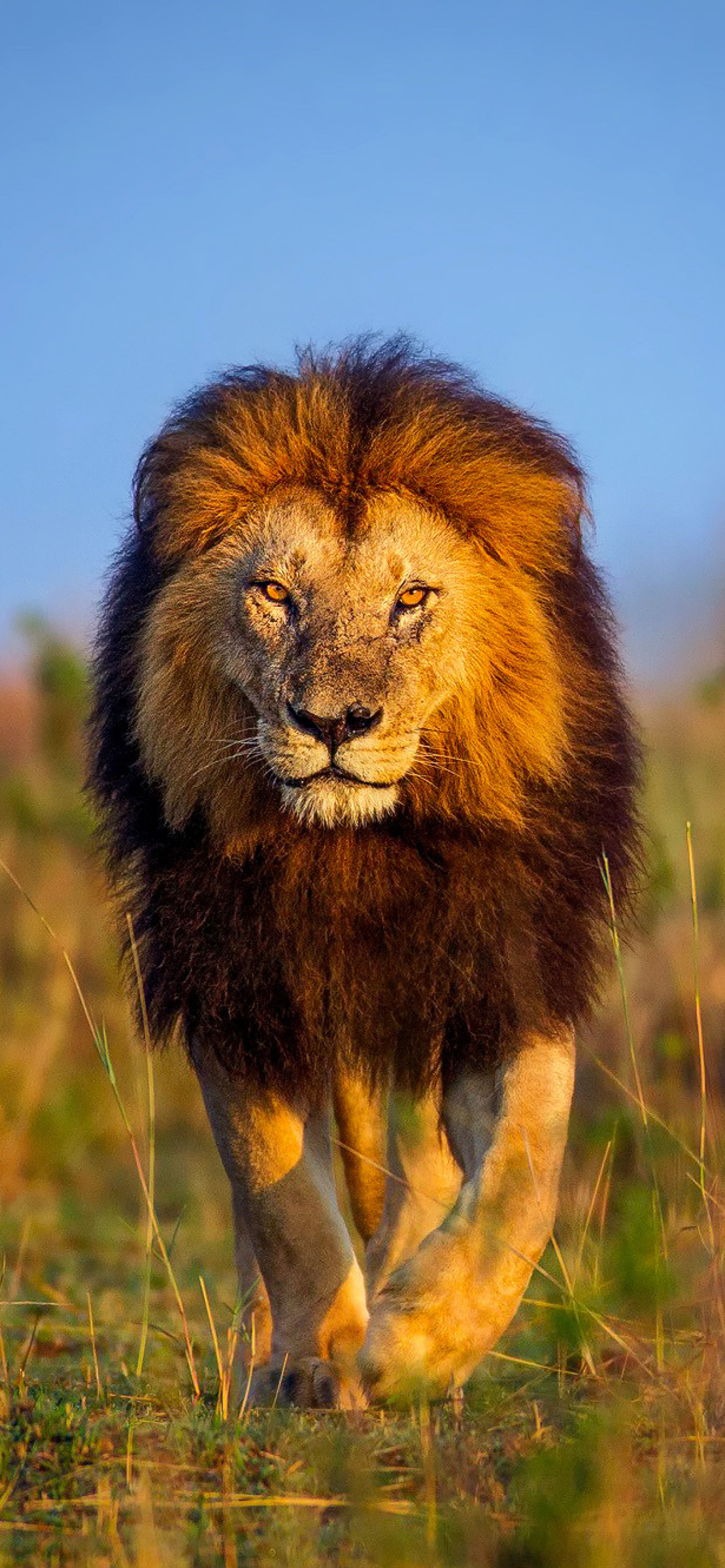 Sfondi Kenya Animals, Lion 1170x2532