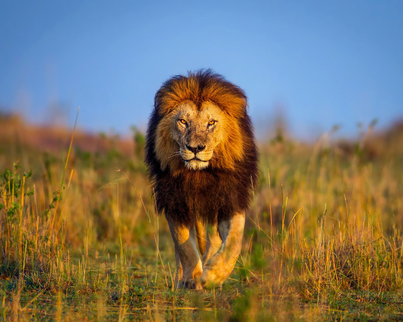 Kenya Animals, Lion wallpaper 1280x1024